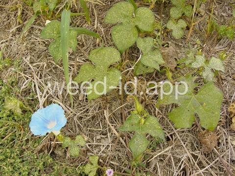 morningglory, ivyleaf